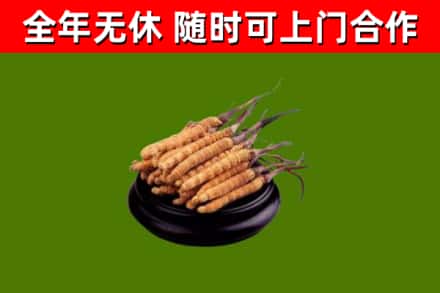内江回收冬虫夏草