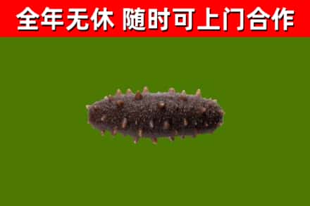 内江回收海参干